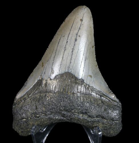Megalodon Tooth - North Carolina #77533